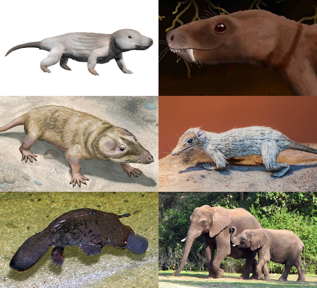 Cynodontia