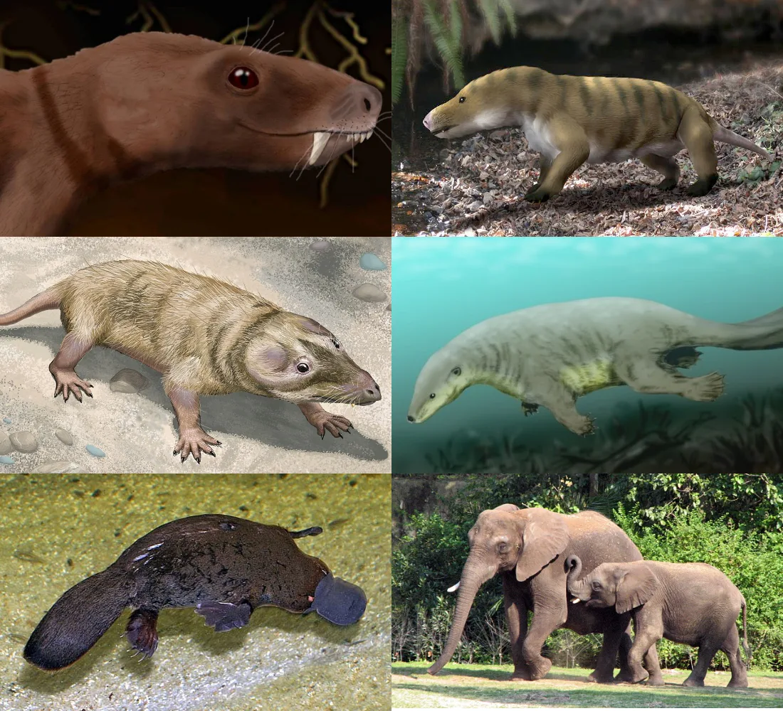 Cynodontia