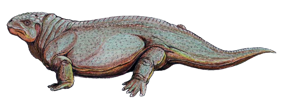 Diadectes