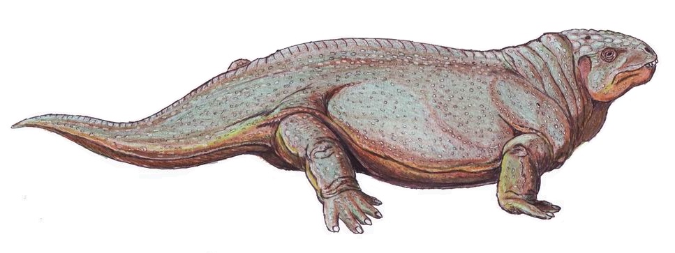 Diadectes