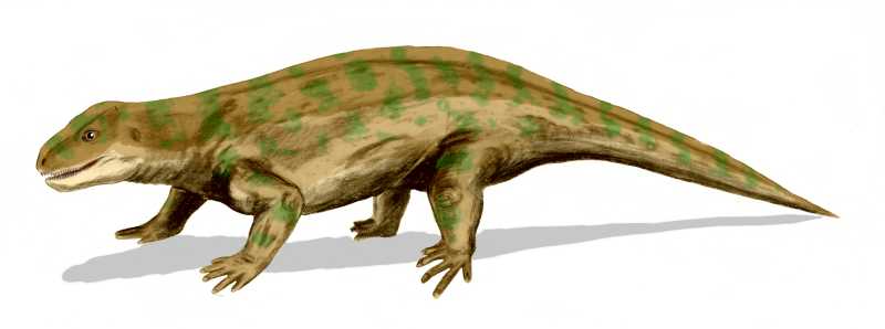 Diadectes