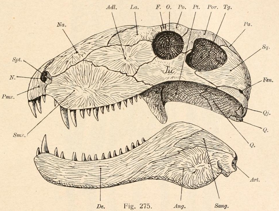 Dimetrodon