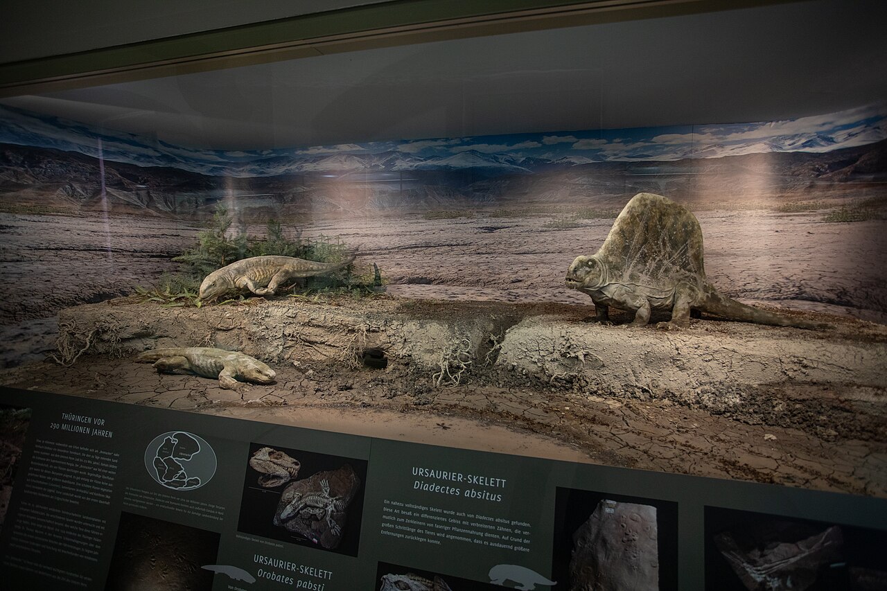 Dimetrodon