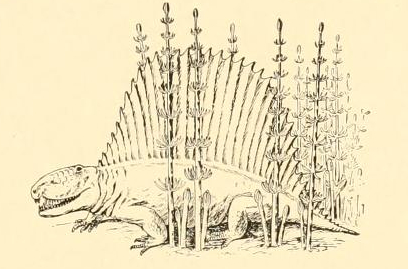 Dimetrodon