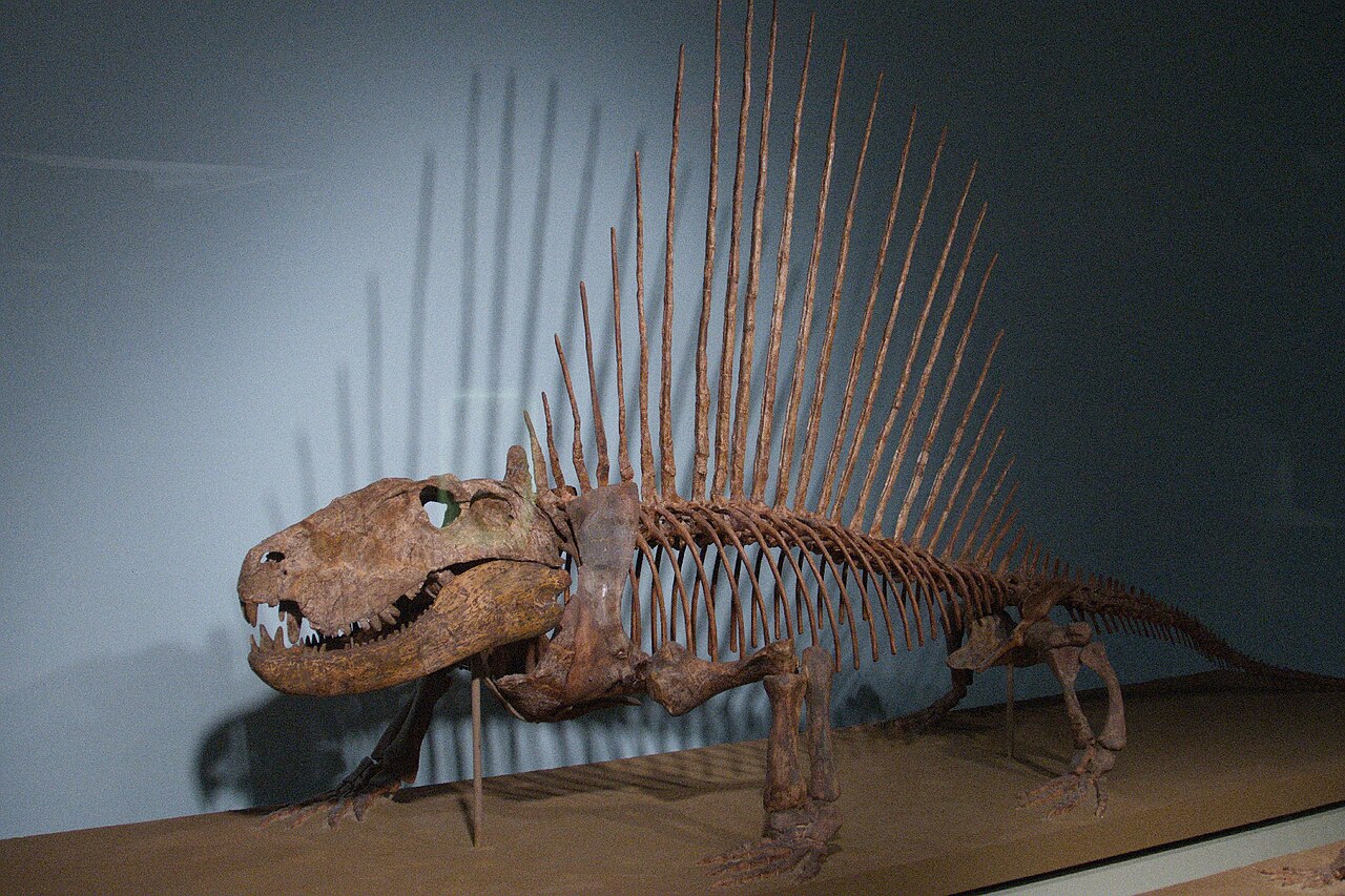 Dimetrodon