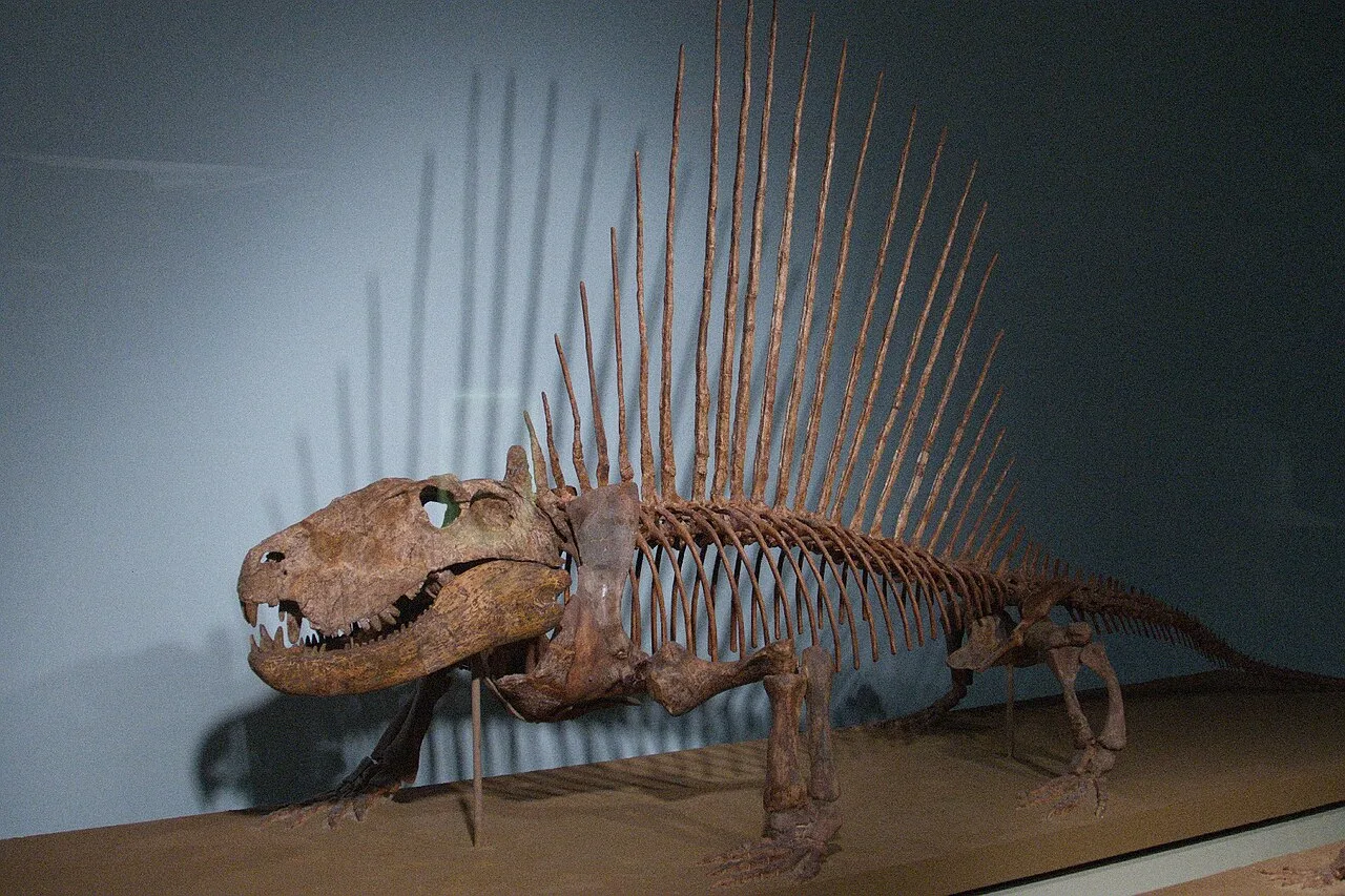 Dimetrodon