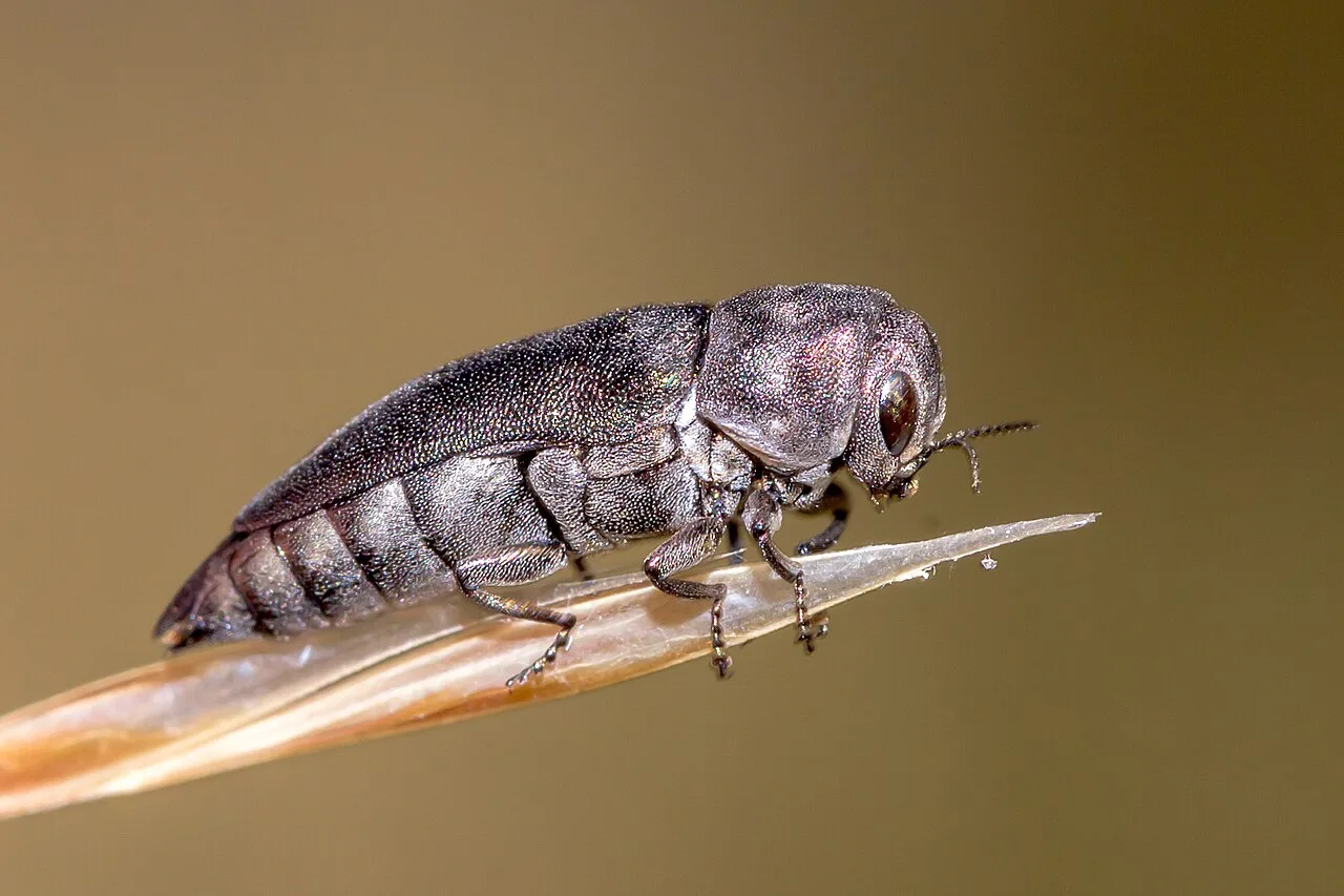 Dinocephalia
