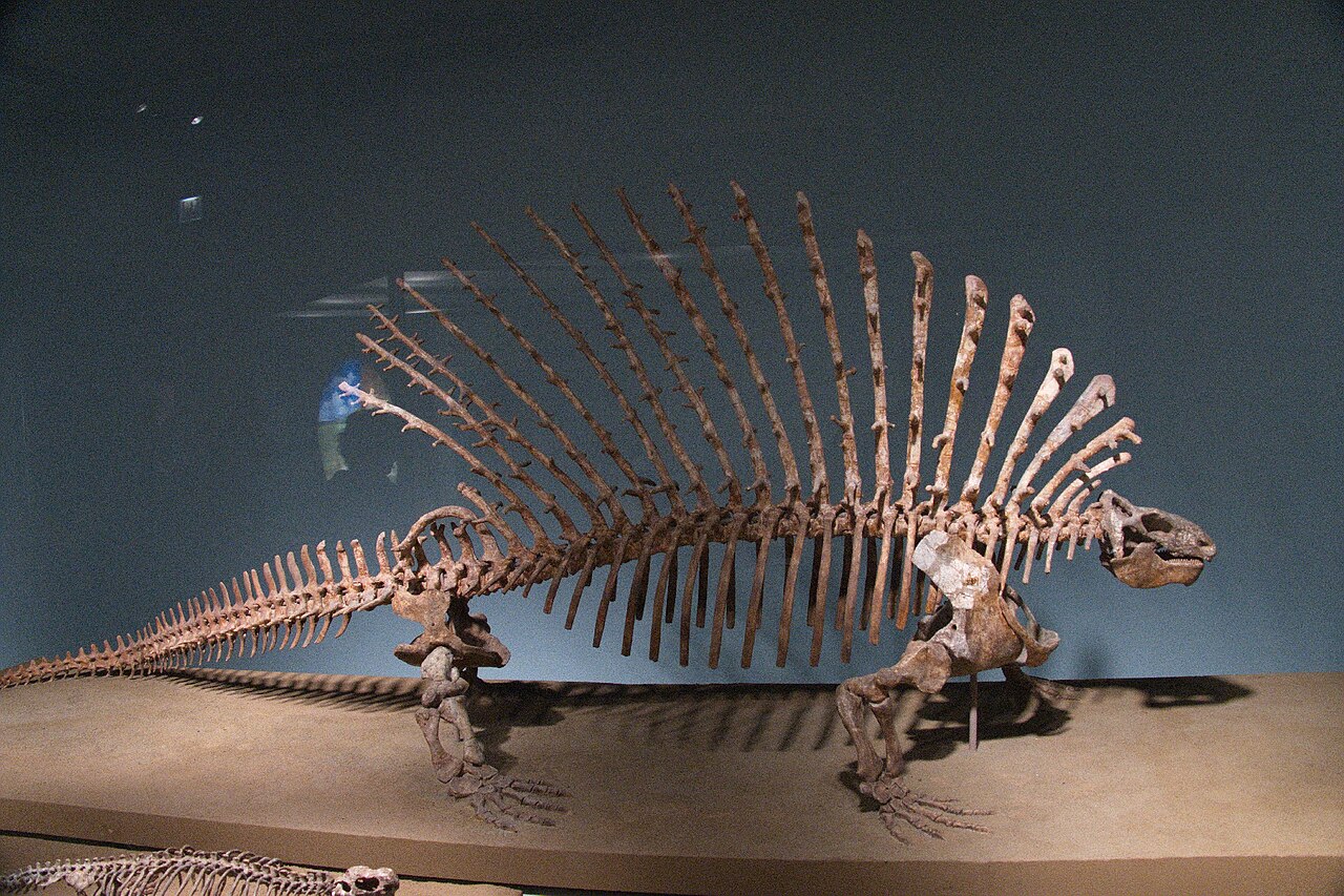 Edaphosaurus