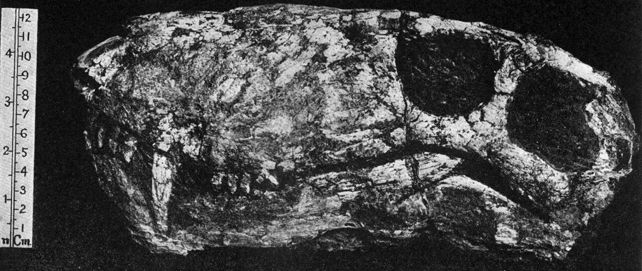 Gorgonops