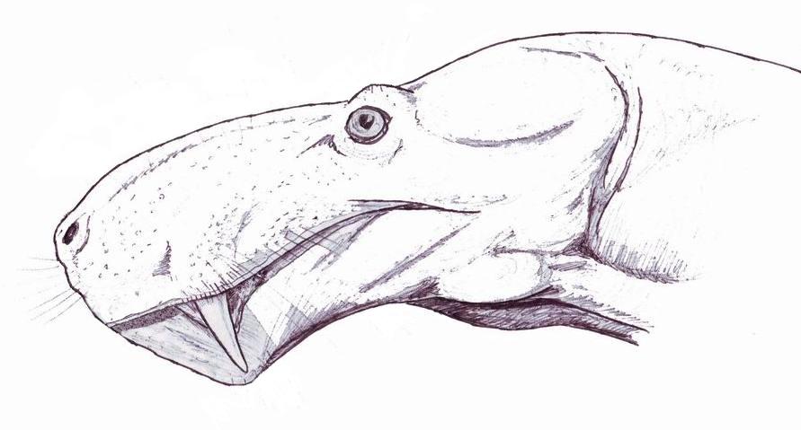 Gorgonops