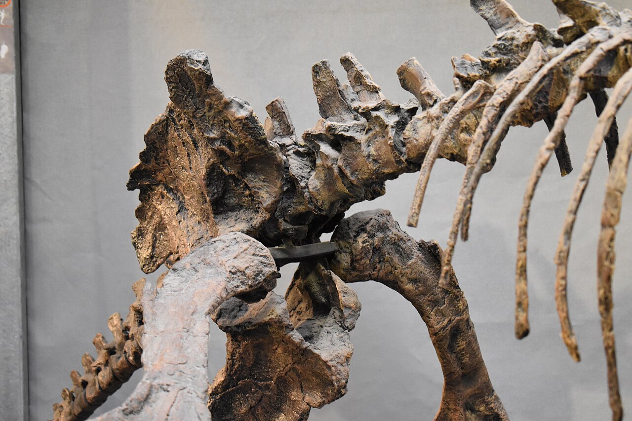 Inostrancevia