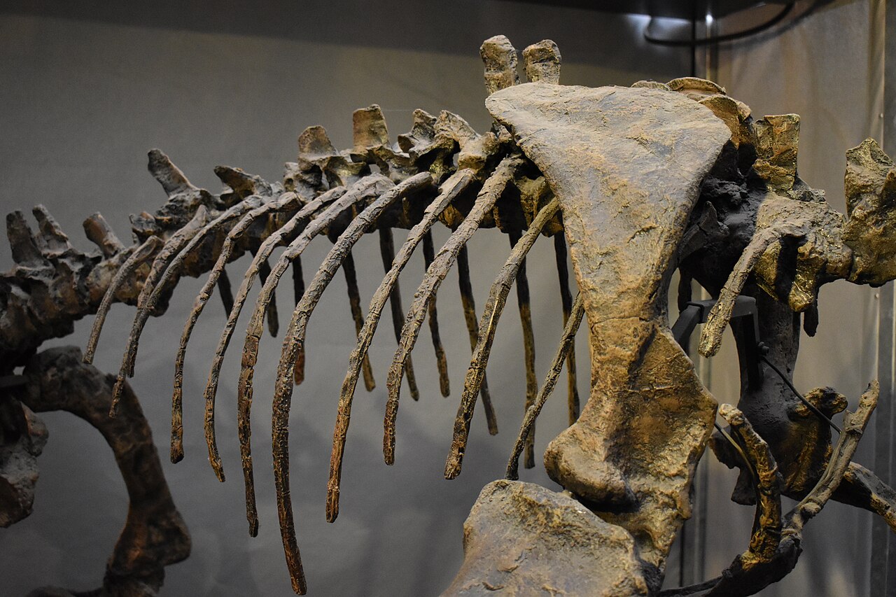 Inostrancevia