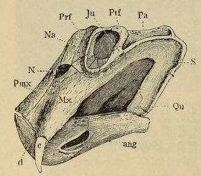 Lystrosaurus