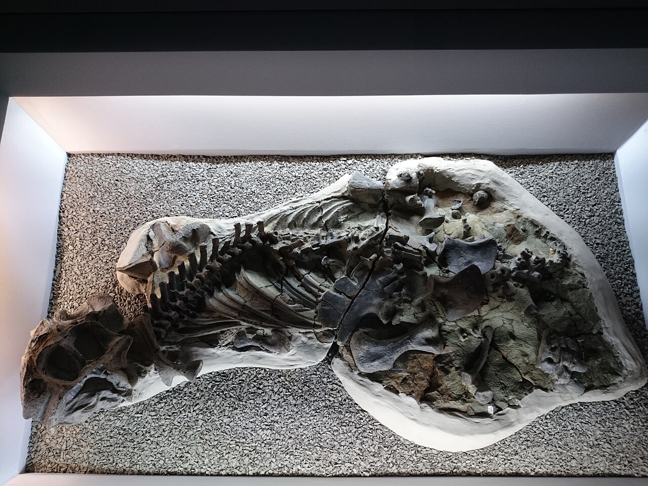 Lystrosaurus