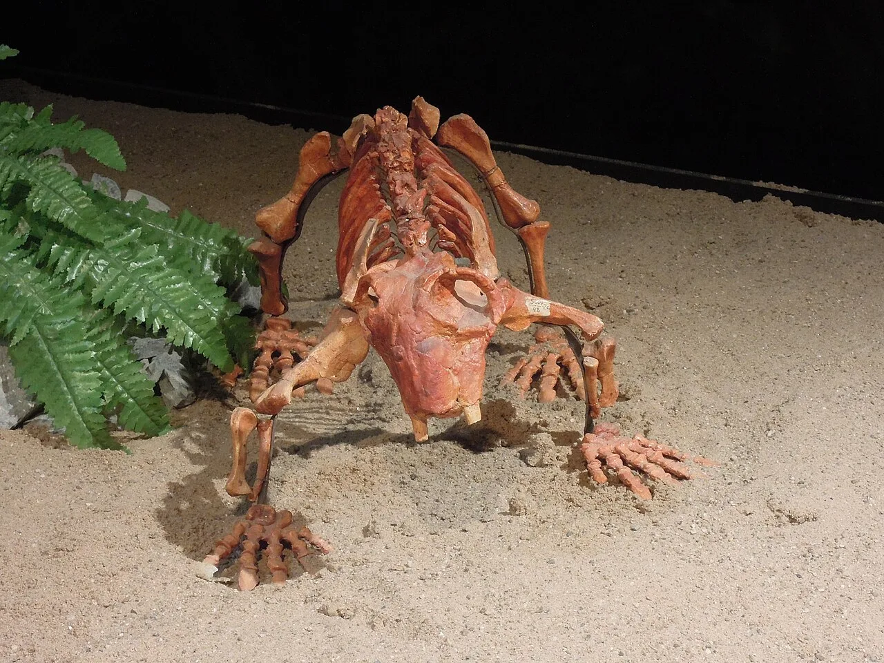 Lystrosaurus