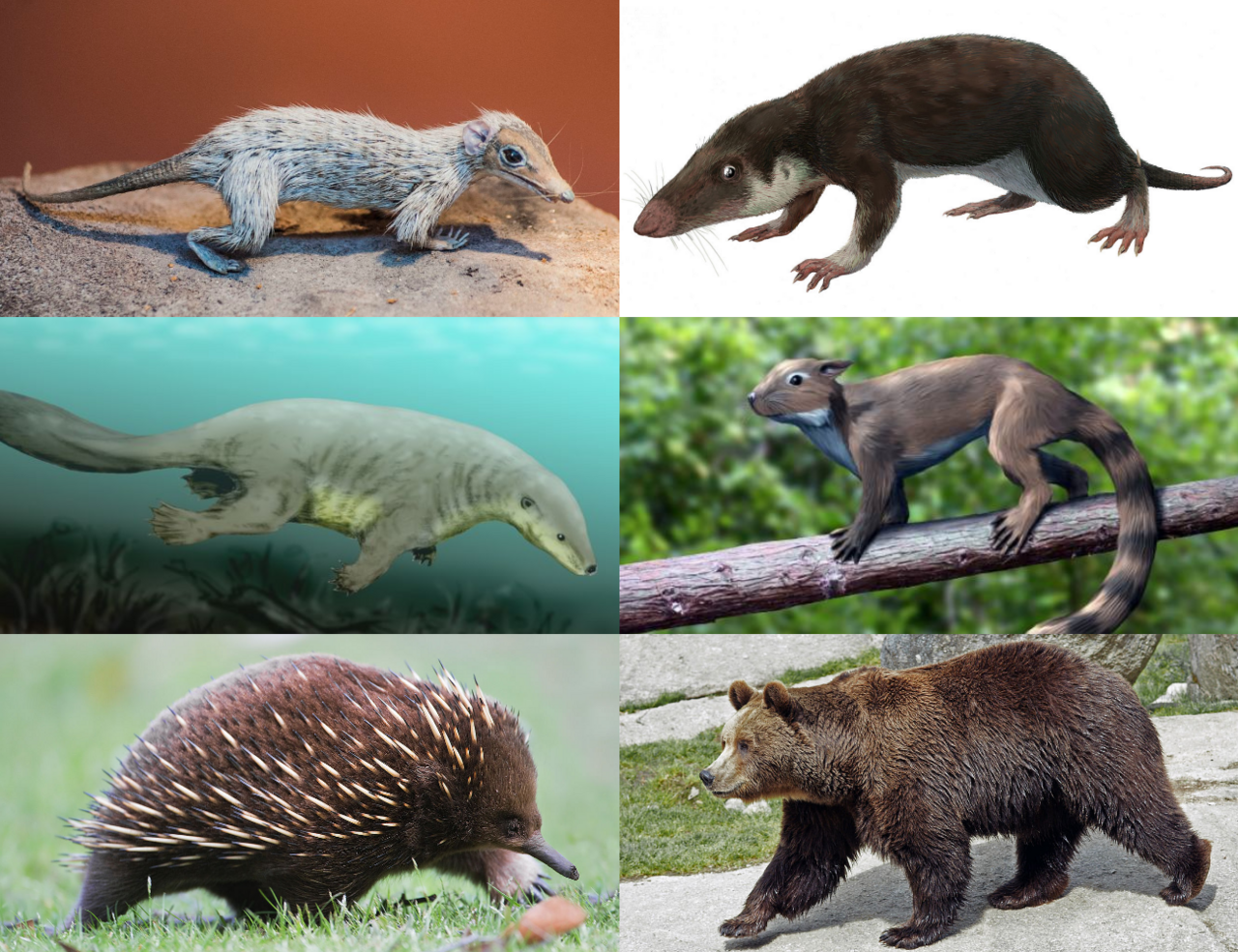 Mammaliaformes