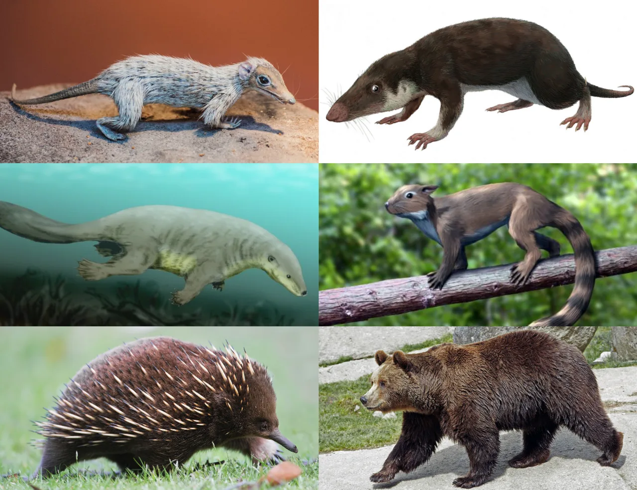 Mammaliaformes